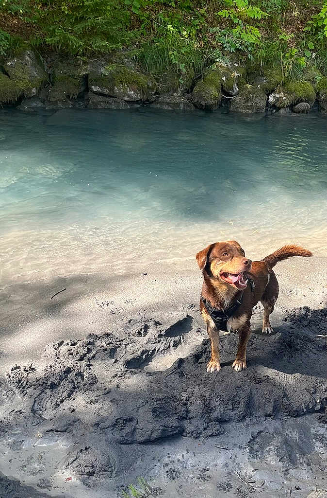 Togo participe au concours pour gagner de l'argent avec cette photo : dog, brown_dog, harness, sand, mud, water, stream, riverbank, rocks, greenery, outdoor, nature, sunlight, happy, pet, canine, animal, smiling_dog, daytime, forest