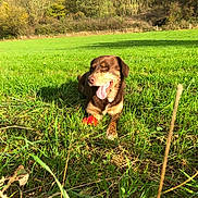 Togo a rejoint le concours — aidez-le/la à gagner de superbes lots ! dog, brown_dog, grass, green_field, red_ball, sunlight, outdoor, nature, autumn, trees, happy, pet, animal, playful, tongue_out, lying_down, sunny, daytime, canine, smiling
