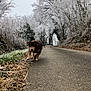 Togo participe au concours pour gagner de l'argent avec cette photo : dog, animal, frost, winter, road, tree, nature, outdoor, fog, path, cold, landscape, canine, walking, rural, seasonal, frozen, bush, leafless_tree, morning
