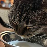 Kitty is registered to the contest to win money with this photo: cat, tabby_cat, milk, metal_bowl, drinking, close_up, indoor, fur, whiskers, pet, animal, domestic_cat, table, wooden_surface, natural_light, blurred_background, face, mouth, ears, cute