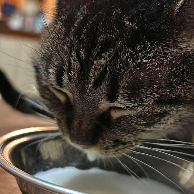 Kitty is registered to the contest to win money with this photo: animal, blurred_background, cat, close_up, cute, domestic_cat, drinking, ears, face, fur, indoor, metal_bowl, milk, mouth, natural_light, pet, tabby_cat, table, whiskers, wooden_surface