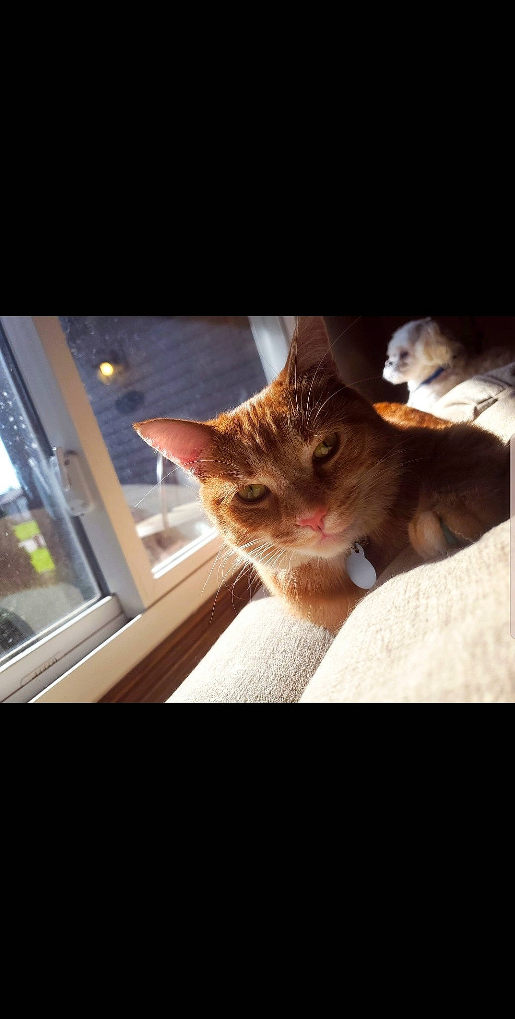 Puffy is registered to the contest to win money with this photo: asian, carnivore, cat, domestic_short_haired_cat, ear, european_shorthair, eye, felidae, fur, kitten, nose, photo_caption, photography, sky, small_to_medium_sized_cats, snapshot, snout, tabby_cat, whiskers, window