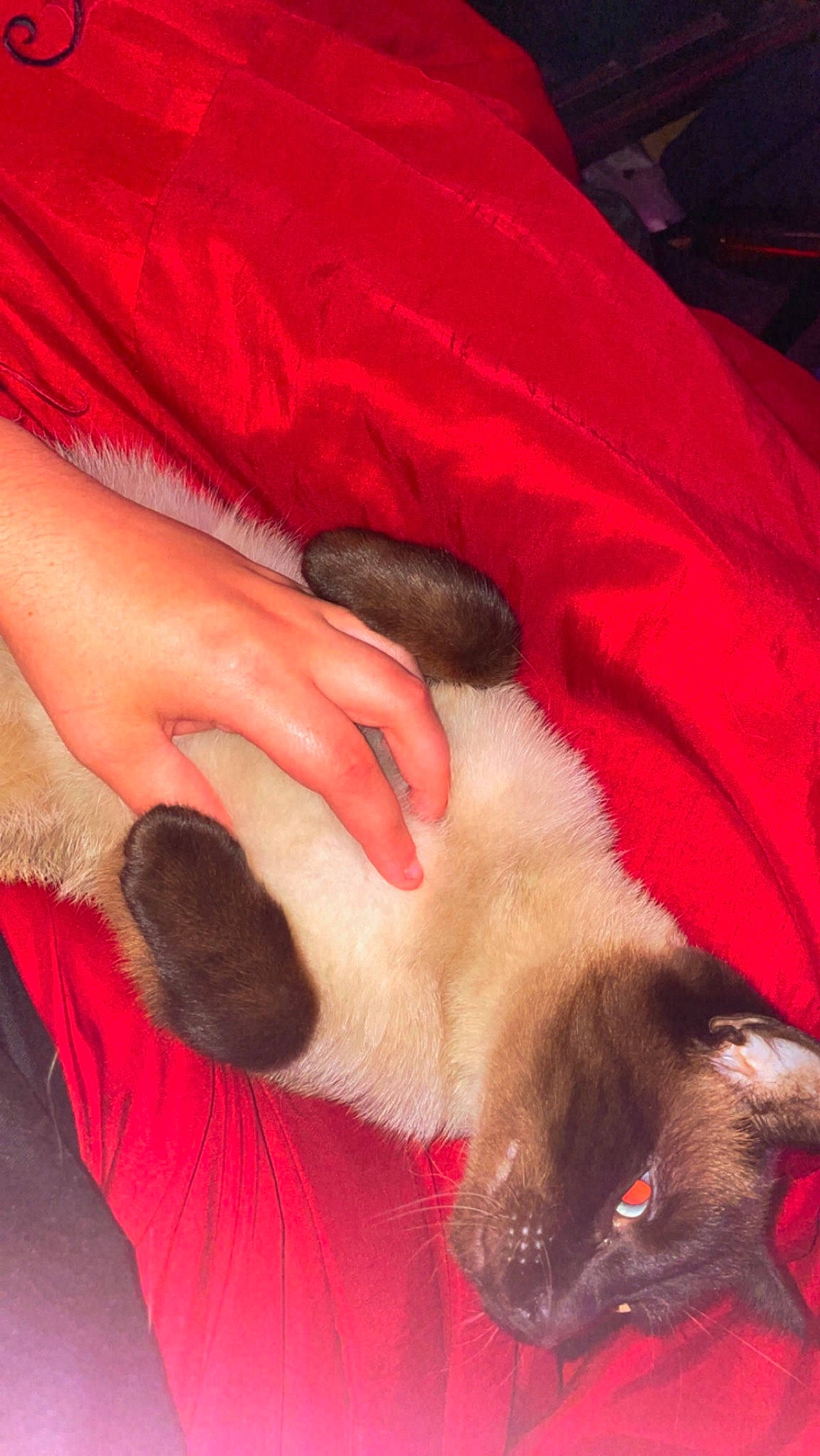 Lil Bit joined the competition — help win amazing prizes! carnivore, cat, claw, comfort, companion_dog, dog_breed, fawn, felidae, foot, gesture, human_leg, lap, nail, paw, red, small_to_medium_sized_cats, snout, tail, whiskers, wrist