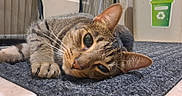 Jack is registered to the contest to win money with this photo: cat, tabby, pet, animal, lying_down, mat, indoor, closeup, relaxed, feline, whiskers, ears, floor, recycling_bin, curious, household, domestic, cozy, resting, portrait