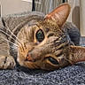 cat, tabby, pet, animal, lying_down, mat, indoor, closeup, relaxed, feline, whiskers, ears, floor, recycling_bin, curious, household, domestic, cozy, resting, portrait