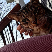 Jack joined the competition — help win amazing prizes! tabby_cat, cat, pet, animal, person, hand, outdoor, wooden_railing, tree, leafless_tree, sky, clothing, hoodie, graphic_hoodie, close_up, comfort, relaxation, nature, daytime, portrait