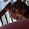tabby_cat, cat, pet, animal, person, hand, outdoor, wooden_railing, tree, leafless_tree, sky, clothing, hoodie, graphic_hoodie, close_up, comfort, relaxation, nature, daytime, portrait