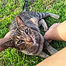 Jack is registered to the contest to win money with this photo: cat, tabby, grass, green_eyes, petting, bare_feet, outdoor, sunlight, animal, feline, nature, relaxation, cute, domestic_cat, whiskers, closeup, friendly, companion, person, summer