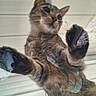 Jack is registered to the contest to win money with this photo: cat, tabby, paw, glass_surface, looking_down, curious, animal, pet, feline, whiskers, claws, indoors, metal_structure, reflection, closeup, muzzle, ears, nose, fur, playful