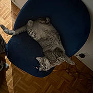 Bodoque joined the competition — help win amazing prizes! animal, cat, chair, cozy, curious, domestic, feline, fur, gray_tabby, home, indoor, looking, parquet, paw, pet, relaxed, resting, shadow, tail, wooden_floor