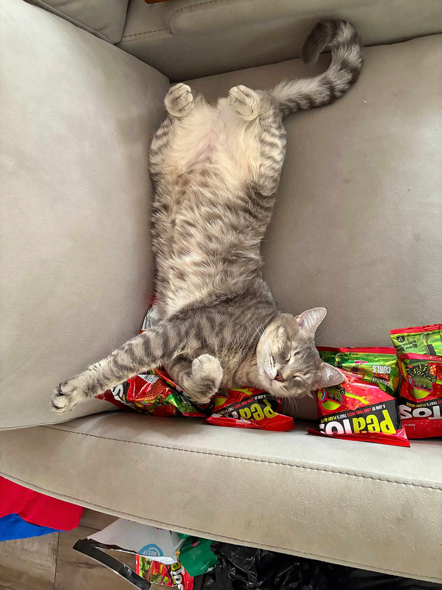 Bodoque joined the competition — help win amazing prizes! cat, comfortable, couch, cute, domestic_animal, fur, furniture, gray_cat, household, indoor, paws, pet, relaxed, resting, sleeping, snack_bags, tabby, tail, upside_down, whiskers