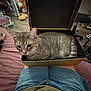 Bodoque is registered to the contest to win money with this photo: bed, box, casual, cat, chair, comfortable, domestic, floor, furniture, gray_tabby, household, human_leg, indoor, jeans, lap, pet, purse, relaxed, room, striped