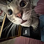 Bodoque is registered to the contest to win money with this photo: animal, bed, blurred, cat, close_up, curiosity, curious, domestic, ears, face, feline, fur, furniture, household, indoor, nose, pet, room, whiskers, wide_eyes