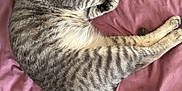 Bodoque joined the competition — help win amazing prizes! animal, bed, blanket, cat, cozy, curled_up, cute, ears, fur, indoor, mauve, paw, pet, relaxed, resting, sleeping, soft, striped, tabby, whiskers
