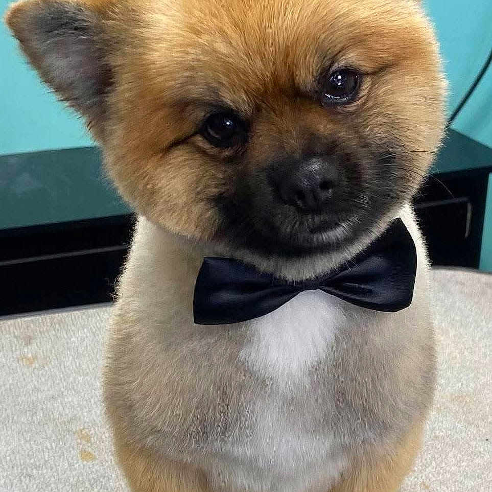 Coco is registered to the contest to win money with this photo: adorable, animal, black_nose, bow_tie, brown_fur, canine, close_up, companion, cute, dog, domestic_animal, face, fluffy, furry, head_tilt, indoor, pet, portrait, sitting, small_dog