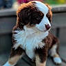 puppy, dog, fluffy, brown_and_white, pet, animal, portrait, sitting, outdoor, wooden_deck, flowers, garden, greenery, soft_focus, fur, white_chest, paws, cute, canine, daylight