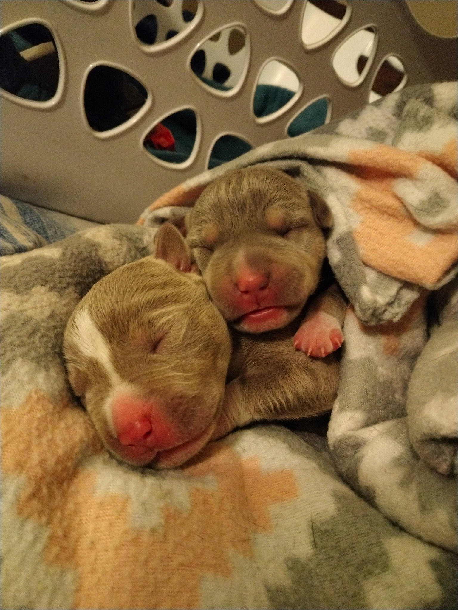 Puppies is registered to the contest to win money with this photo: child, comfort, fawn, fur, macaque, mammal, paw, primate, rhesus_macaque, snout, terrestrial_animal, vertebrate, wildlife