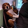 beagle, dog, chair, indoor, person, back_view, lamp, rotary_phone, curtain, window, furniture, brown, white, black, seated, pet, domestic_animal, tail, casual_clothing, cozy_room