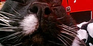 Stewart is registered to the contest to win money with this photo: cat, close_up, black_and_white, whiskers, nose, pet, feline, indoor, face, sleepy, red_wall, blurred_background, domestic_animal, animal, fur, cute, relaxed, household, portrait