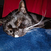 Stewart joined the competition — help win amazing prizes! cat, sleeping, black_and_white, whiskers, close_up, blanket, indoor, pet, feline, cozy, resting, fur, animal, cute, relaxing, domestic, soft, nap, quiet, comfort
