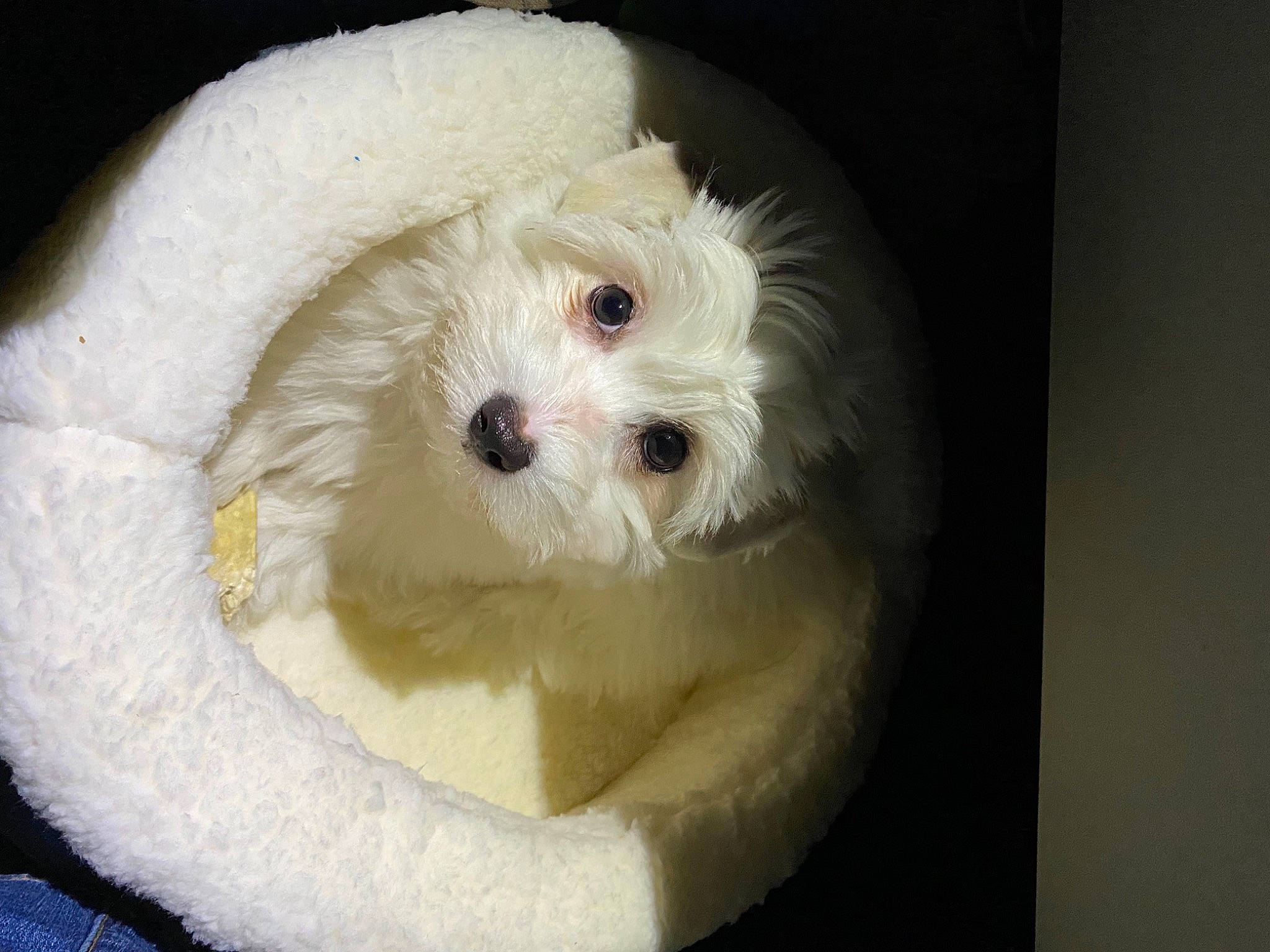 Whatley joined the competition — help win amazing prizes! bichon, canidae, carnivore, cockapoo, companion_dog, dog, dog_breed, eye, fur, labradoodle, maltepoo, poodle, puppy_love, snout, sporting_group, stuffed_toy, terrier, toy, toy_dog, whiskers