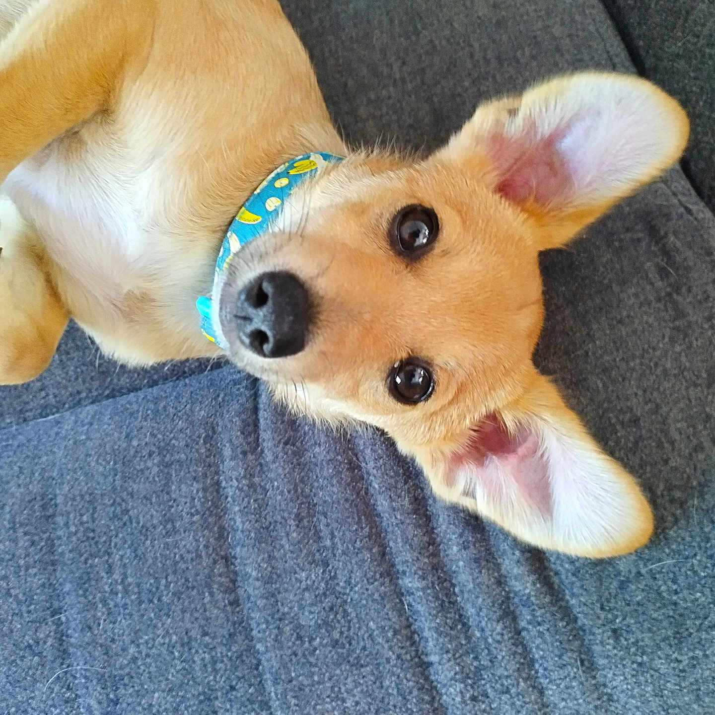 Brownie