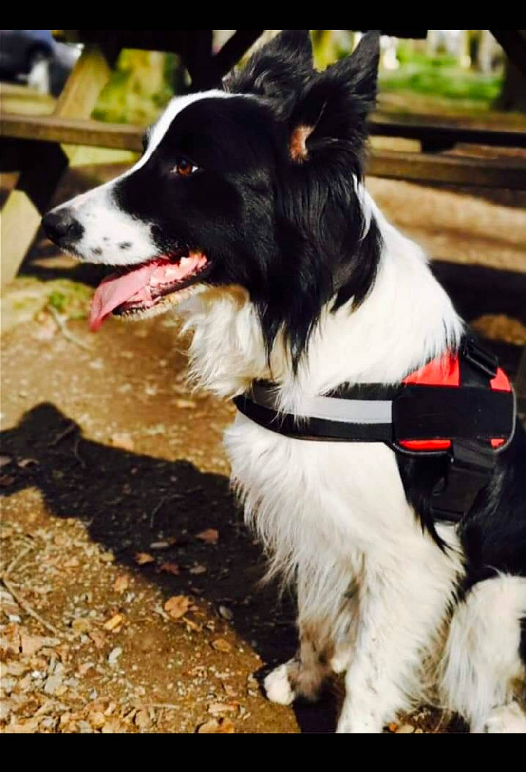 Poppy a rejoint le concours — aidez-le/la à gagner de superbes lots ! canidae, carnivore, chair, collar, companion_dog, dog, dog_breed, dog_collar, dog_supply, fashion_accessory, fur, grass, leash, plant, snout, sporting_group, tail, whiskers, working_animal, working_dog