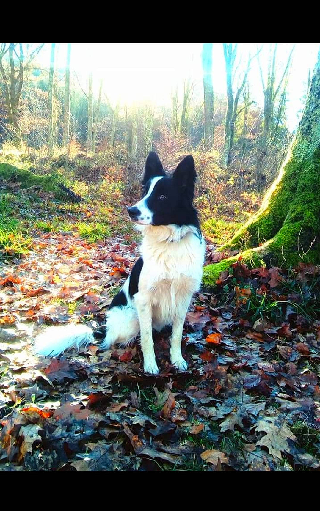 Poppy a rejoint le concours — aidez-le/la à gagner de superbes lots ! carnivore, companion_dog, dog, dog_breed, forest, grass, herding_dog, leaf, natural_landscape, people_in_nature, plant, recreation, sky, sunlight, tail, tints_and_shades, trail, tree, walking, working_animal