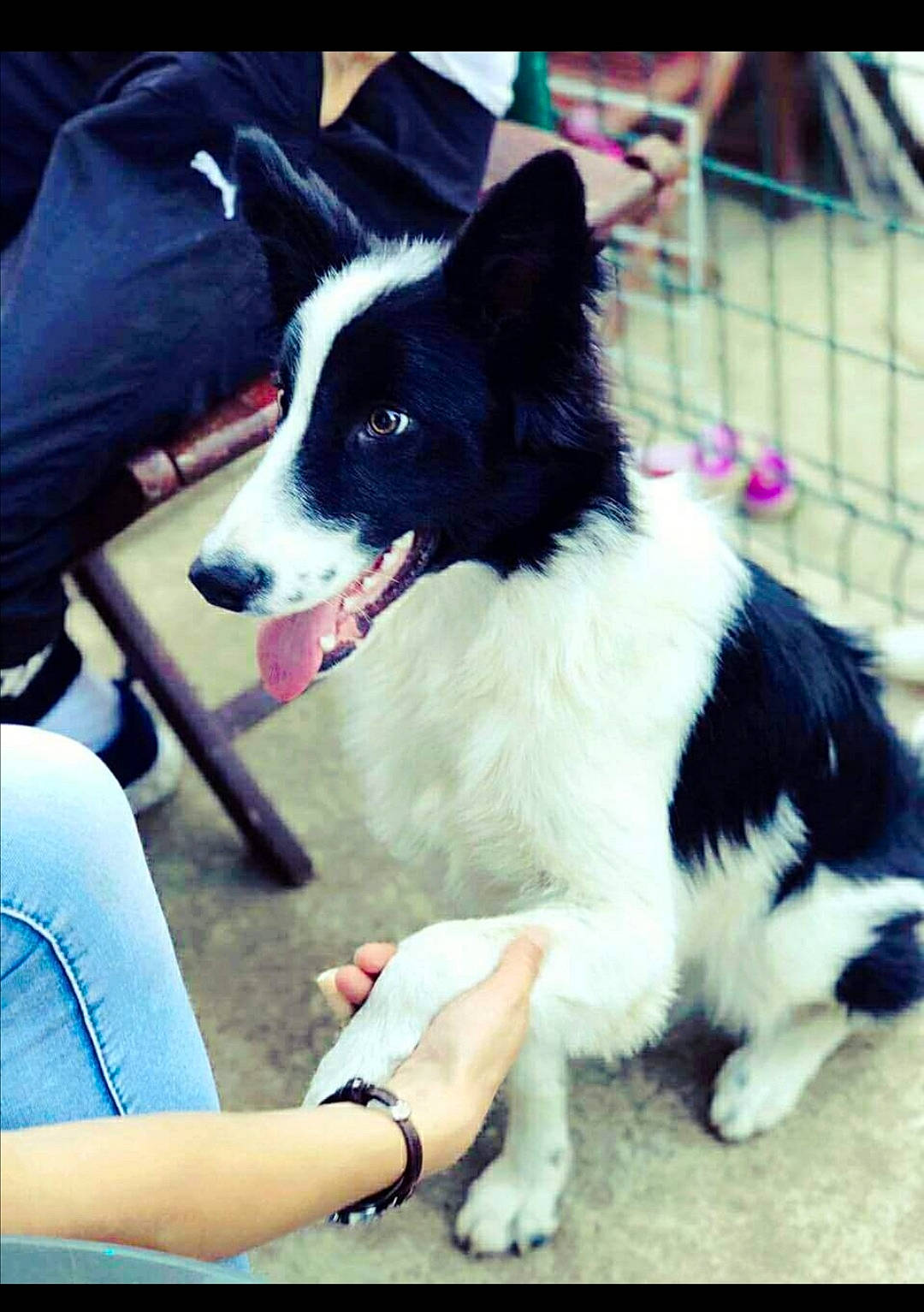 Poppy participe au concours pour gagner de l'argent avec cette photo : animal_sports, border_collie, canidae, carnivore, collar, companion_dog, dog, dog_breed, dog_collar, dog_sports, foot, fur, herding_dog, non_sporting_group, plant, snout, sporting_group, whiskers, working_animal, working_dog