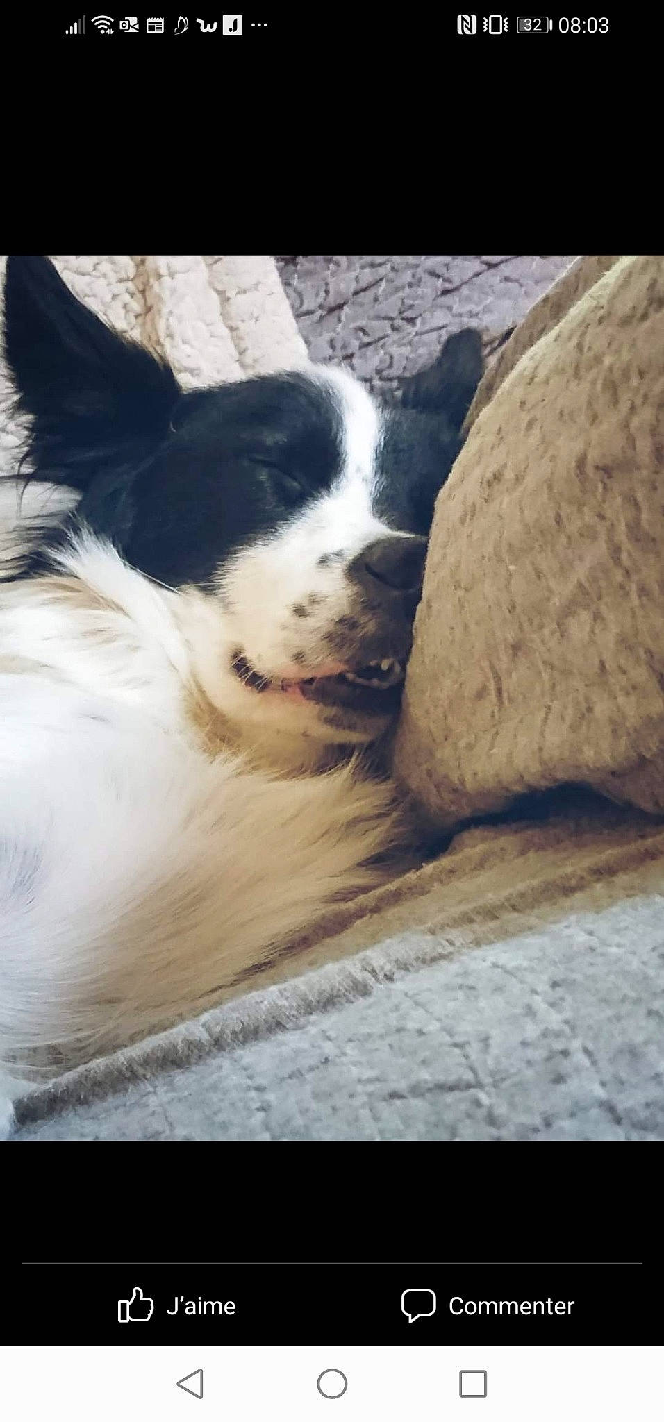 Poppy a rejoint le concours — aidez-le/la à gagner de superbes lots ! carnivore, cloud, comfort, companion_dog, dog, dog_breed, eye, fur, herding_dog, human_leg, paw, sky, snout, sporting_group, square, tail, terrestrial_animal, whiskers, working_animal, working_dog