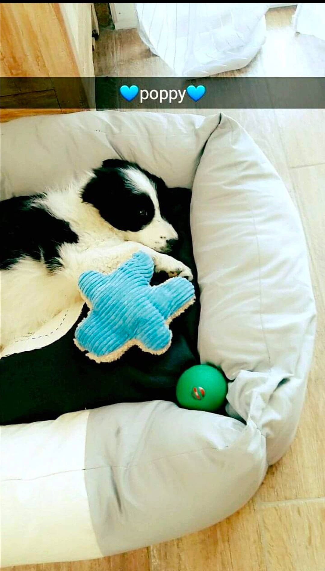 Poppy a rejoint le concours — aidez-le/la à gagner de superbes lots ! baby_products, canidae, carnivore, comfort, companion_dog, dog_breed, dog_supply, font, fur, linens, pattern, pillow, plush, room, sporting_group, stuffed_toy, t_shirt, teddy_bear, textile, toy