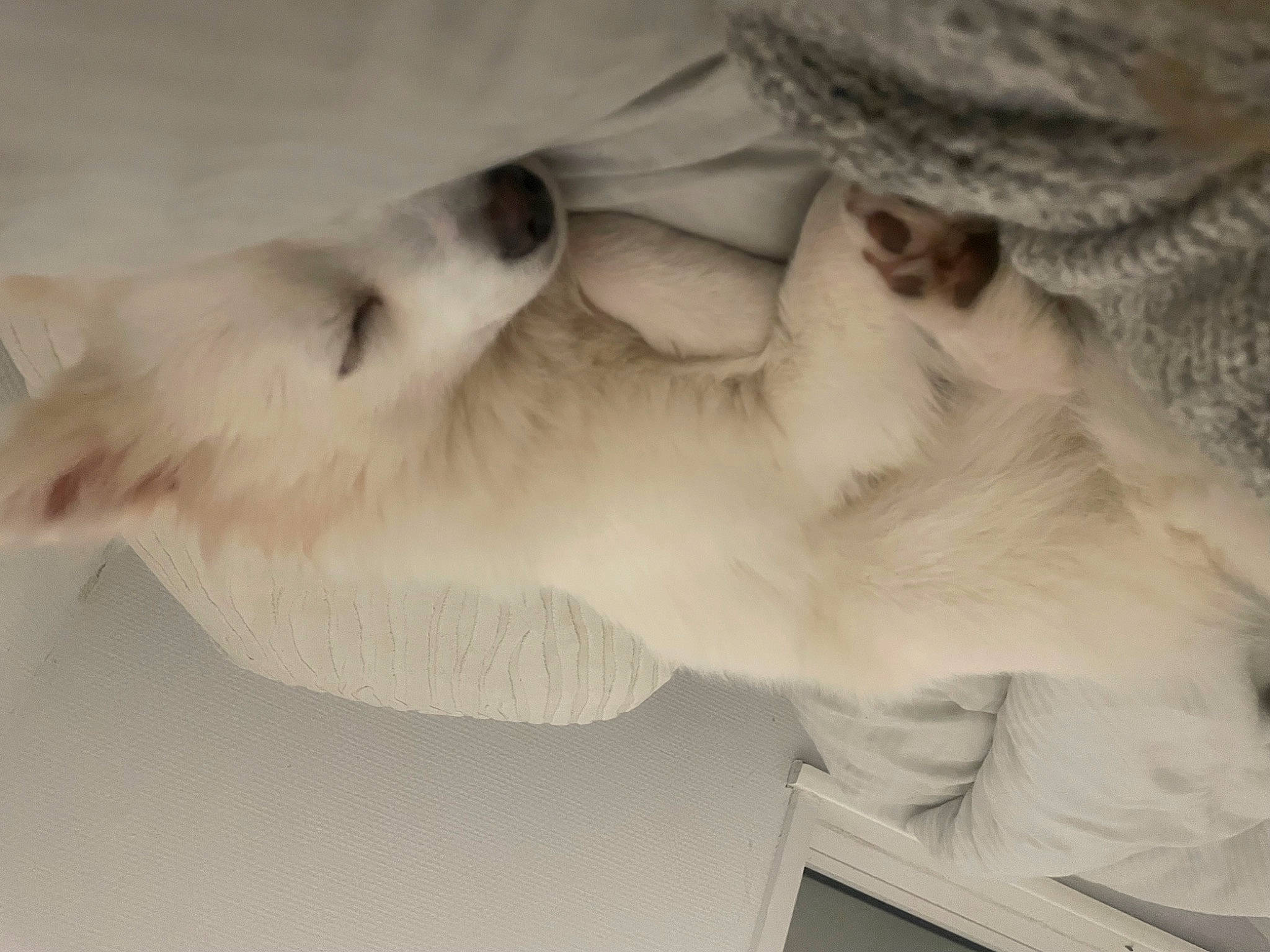 Opale a rejoint le concours — aidez-le/la à gagner de superbes lots ! canidae, carnivore, companion_dog, dog, dog_breed, fawn, felidae, fur, gesture, grey, jaw, mammal, paw, small_to_medium_sized_cats, snout, sporting_group, tail, whiskers, wildlife, wing