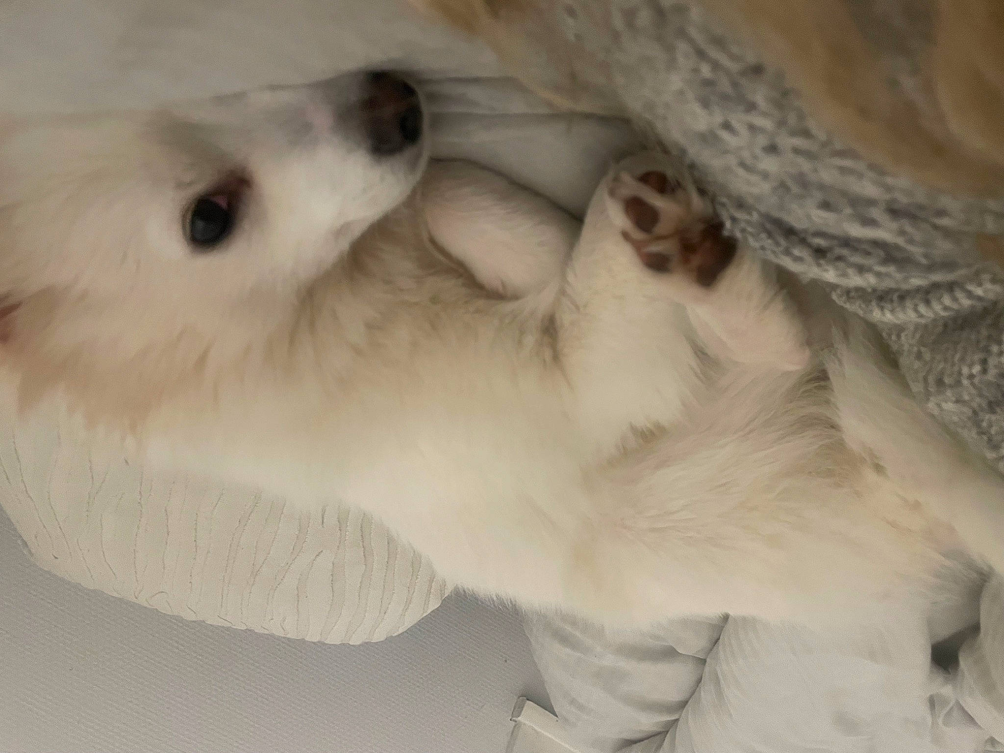 Opale a rejoint le concours — aidez-le/la à gagner de superbes lots ! american_eskimo_dog, canidae, carnivore, companion_dog, dog, dog_breed, ear, fawn, felidae, fur, non_sporting_group, paw, puppy, small_to_medium_sized_cats, sporting_group, tail, volpino_italiano, whiskers, working_animal