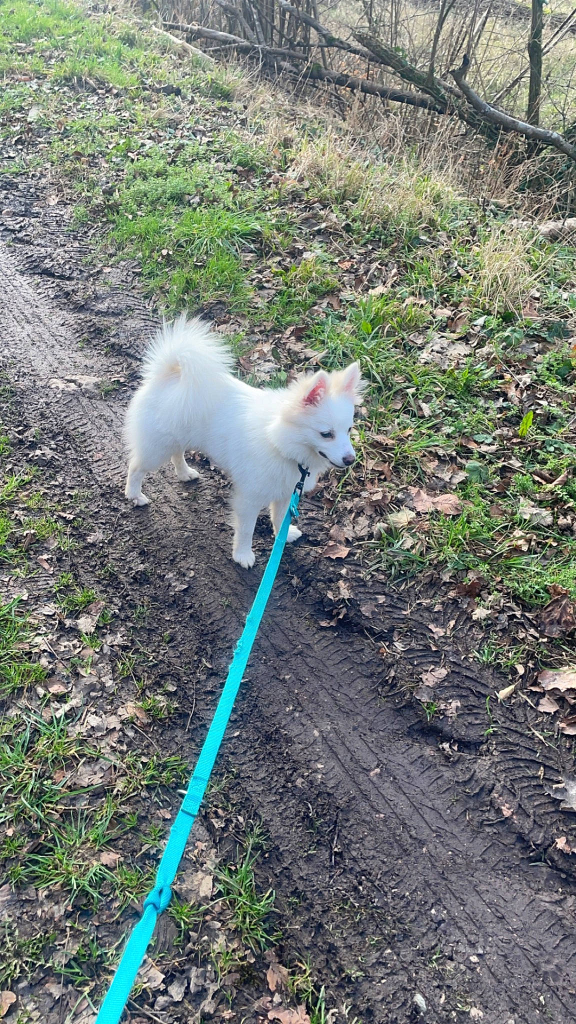 Opale a rejoint le concours — aidez-le/la à gagner de superbes lots ! canidae, carnivore, companion_dog, dog, dog_breed, felidae, garden_hose, grass, hose, indian_spitz, japanese_spitz, non_sporting_group, pasture, plant, shrub, small_to_medium_sized_cats, soil, sporting_group, tail, tree