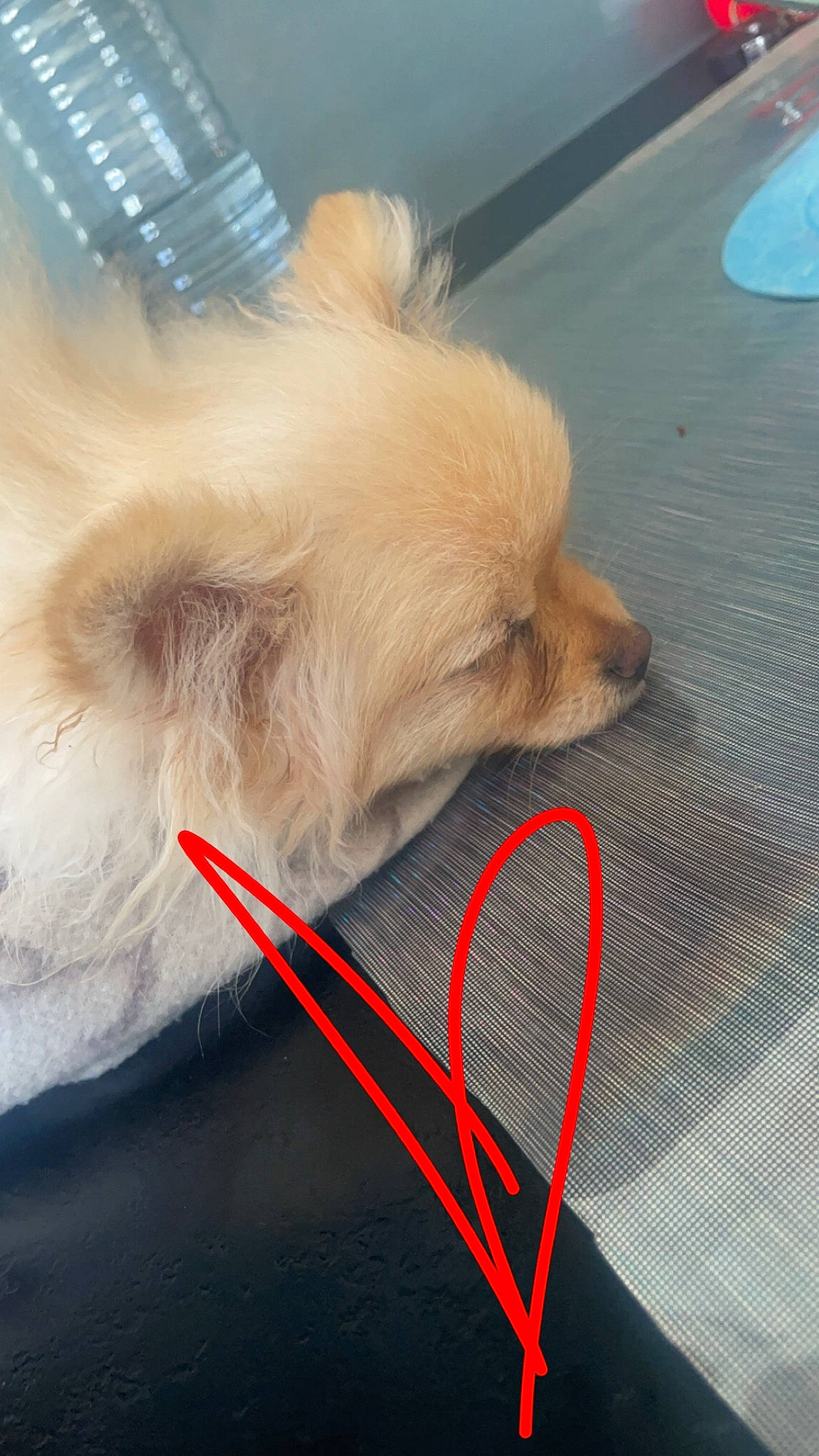 Topaze participe au concours pour gagner de l'argent avec cette photo : carnivore, collar, companion_dog, dog, dog_breed, dog_collar, dog_supply, fawn, flooring, fur, german_spitz, german_spitz_klein, german_spitz_mittel, pet_supply, pomeranian, snout, spitz, sporting_group, toy_dog, working_animal