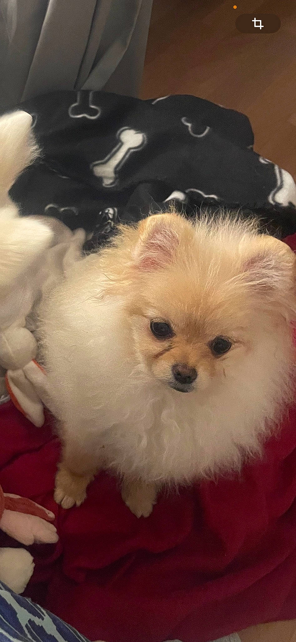 Topaze a rejoint le concours — aidez-le/la à gagner de superbes lots ! ancient_dog_breeds, canidae, carnivore, companion_dog, dog, dog_breed, dog_supply, fur, mal_shi, maltepoo, non_sporting_group, small_terrier, snout, sporting_group, terrier, toy_dog, whiskers, working_animal