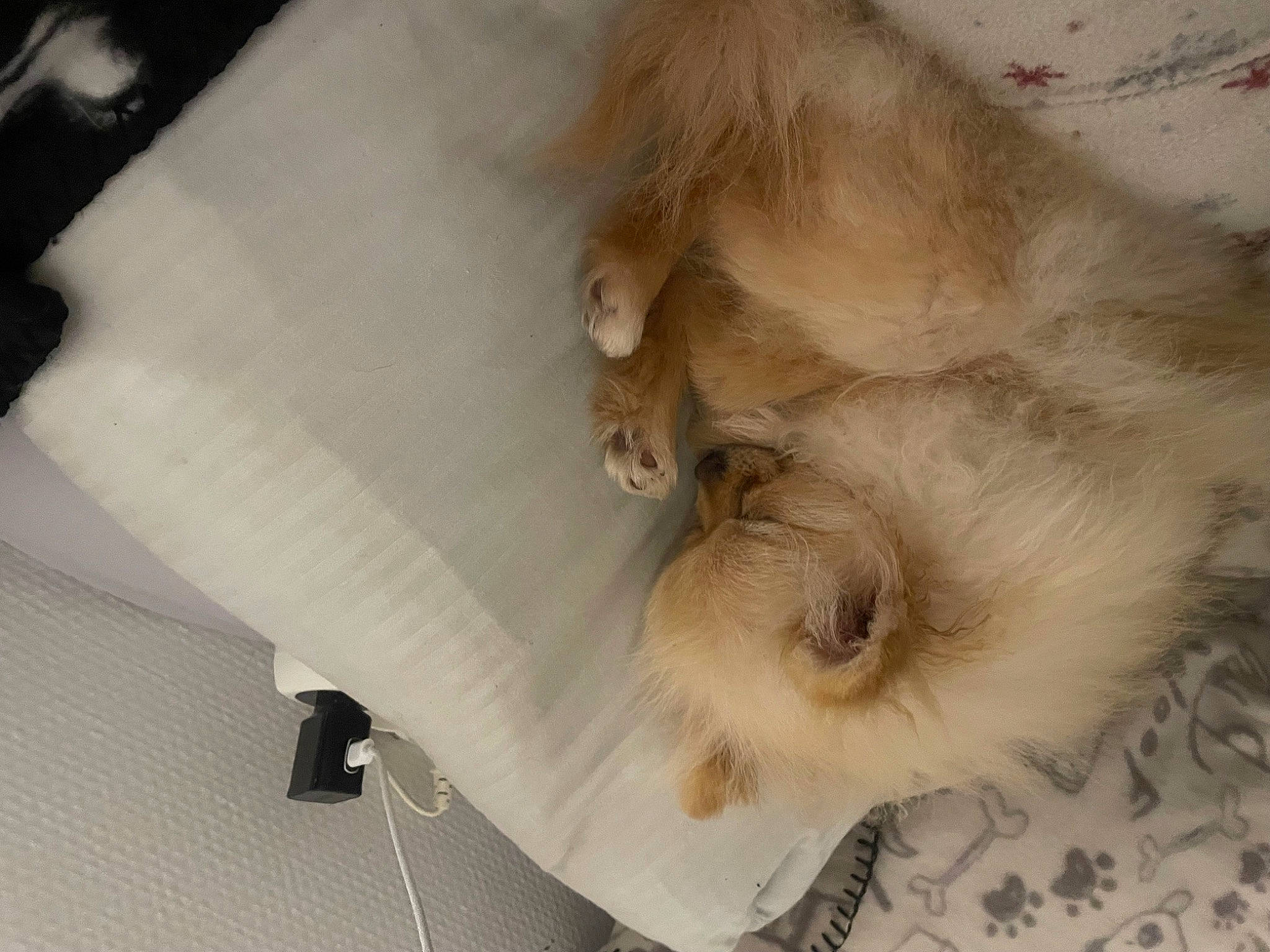 Topaze participe au concours pour gagner de l'argent avec cette photo : agaricaceae, canidae, comfort, companion_dog, dog_breed, eyelash, fawn, felidae, fur, linens, plush, room, small_to_medium_sized_cats, snout, sporting_group, stuffed_toy, toy, whiskers, wood, working_animal