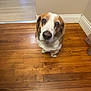 Captain joined the competition — help win amazing prizes! dog, indoor, wooden_floor, brown, white, pet, canine, looking_up, ears, flooring, home, wall, doorway, animal, cute, sitting, domestic, fur, portrait, companion