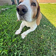 Captain joined the competition — help win amazing prizes! dog, pet, grass, outdoor, yard, nose, close_up, brown_and_white, animal, canine, house, fence, daylight, nature, paw, relaxing, wide_angle, curious, domestic, mammal