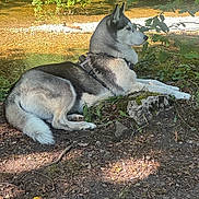 Ulka a rejoint le concours — aidez-le/la à gagner de superbes lots ! animal, canine, dog, earth, forest, greenery, husky, leaves, lying_down, moss, nature, outdoor, peaceful, relaxed, river, rock, shade, stream, sunlight, trees