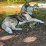 animal, canine, dog, earth, forest, greenery, husky, leaves, lying_down, moss, nature, outdoor, peaceful, relaxed, river, rock, shade, stream, sunlight, trees