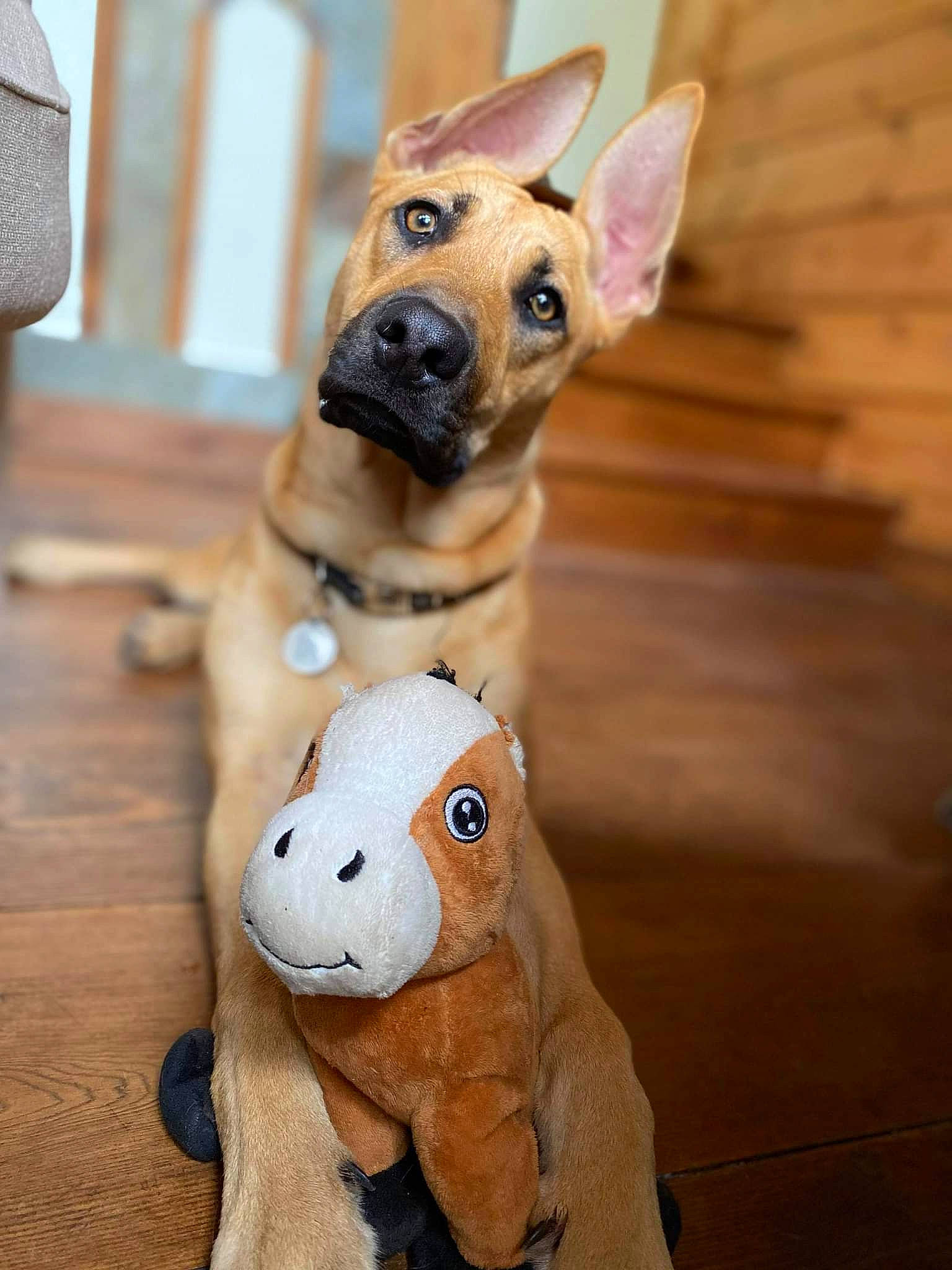 Leïka participe au concours pour gagner de l'argent avec cette photo : carnivore, chihuahua, collar, companion_dog, dog, dog_breed, dog_collar, dog_supply, fawn, fur, mammal, pet_supply, snout, sporting_group, terrestrial_animal, toy, toy_dog, whiskers, wood, working_animal