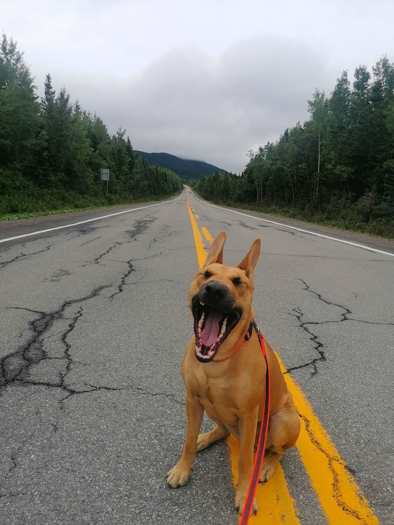 Leïka a rejoint le concours — aidez-le/la à gagner de superbes lots ! asphalt, carnivore, cloud, collar, companion_dog, dog, dog_breed, dog_collar, dog_supply, fashion_accessory, fawn, leash, pet_supply, plant, road, road_surface, sky, snout, tail, tree