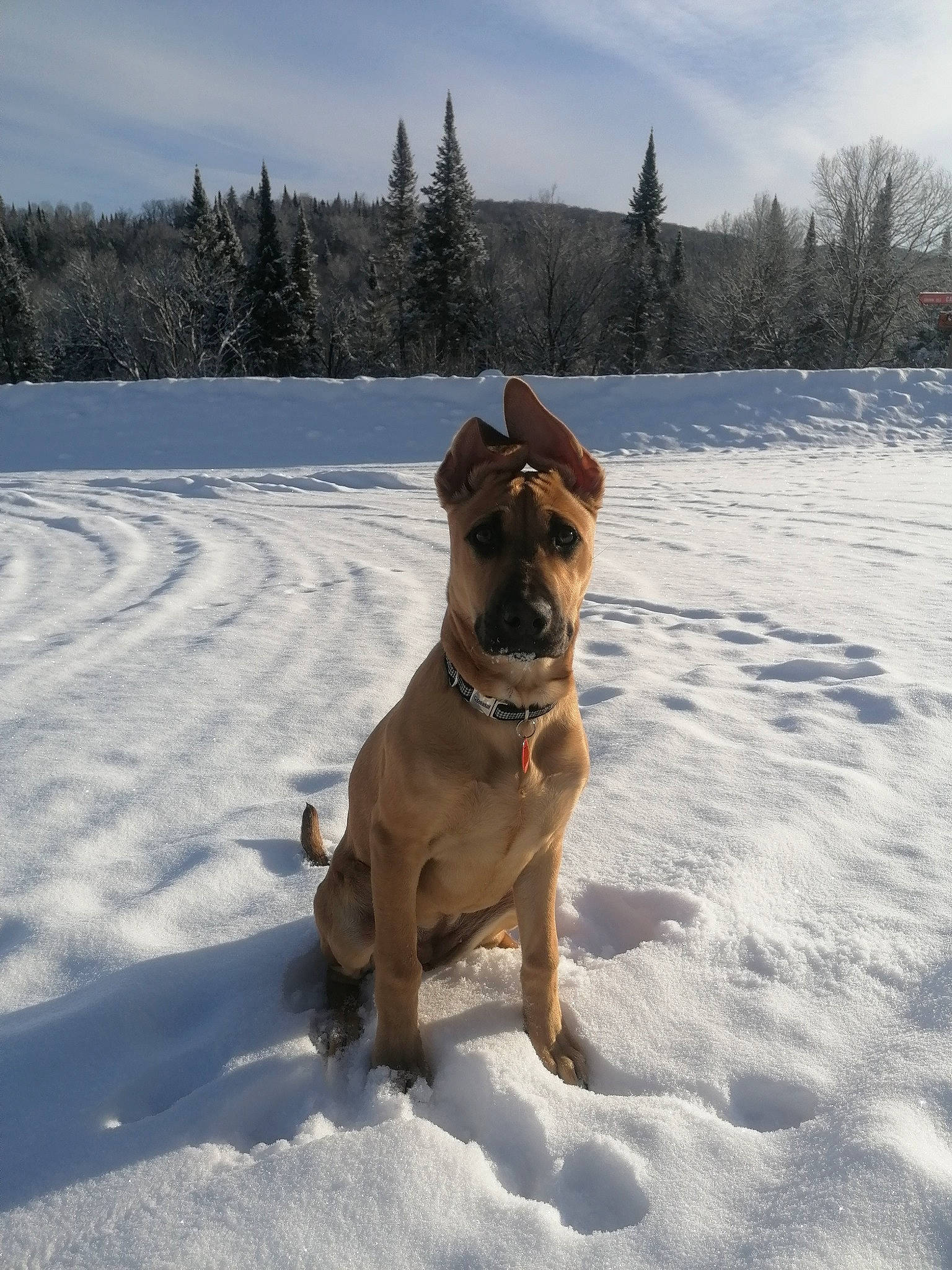 Leïka participe au concours pour gagner de l'argent avec cette photo : canidae, carnivore, cloud, collar, companion_dog, dog, dog_breed, dog_collar, dog_supply, fawn, freezing, landscape, pet_supply, sky, slope, snout, snow, sporting_group, tree, winter