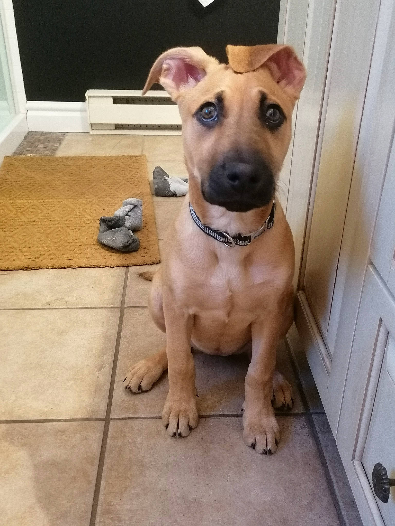 Leïka participe au concours pour gagner de l'argent avec cette photo : canidae, carnivore, collar, companion_dog, dog, dog_breed, dog_clothes, dog_collar, dog_supply, fawn, flooring, fur, guard_dog, leash, paw, pet_supply, snout, sporting_group, whiskers, working_animal