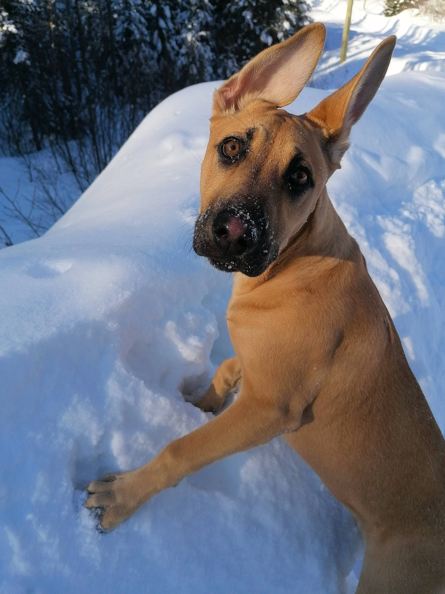 Leïka participe au concours pour gagner de l'argent avec cette photo : biting, canidae, carnivore, collar, companion_dog, dog, dog_breed, dog_collar, dog_supply, fawn, guard_dog, non_sporting_group, pet_supply, precipitation, snout, snow, sporting_group, winter, working_animal, working_dog