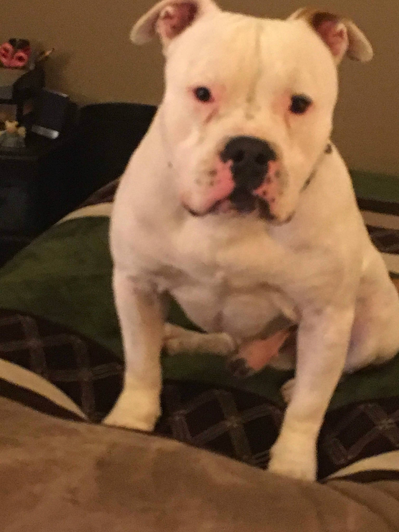 Boii joined the competition — help win amazing prizes! boxer, canidae, carnivore, chair, companion_dog, cordoba_fighting_dog, dog, dog_breed, fawn, non_sporting_group, snout, sporting_group, working_animal