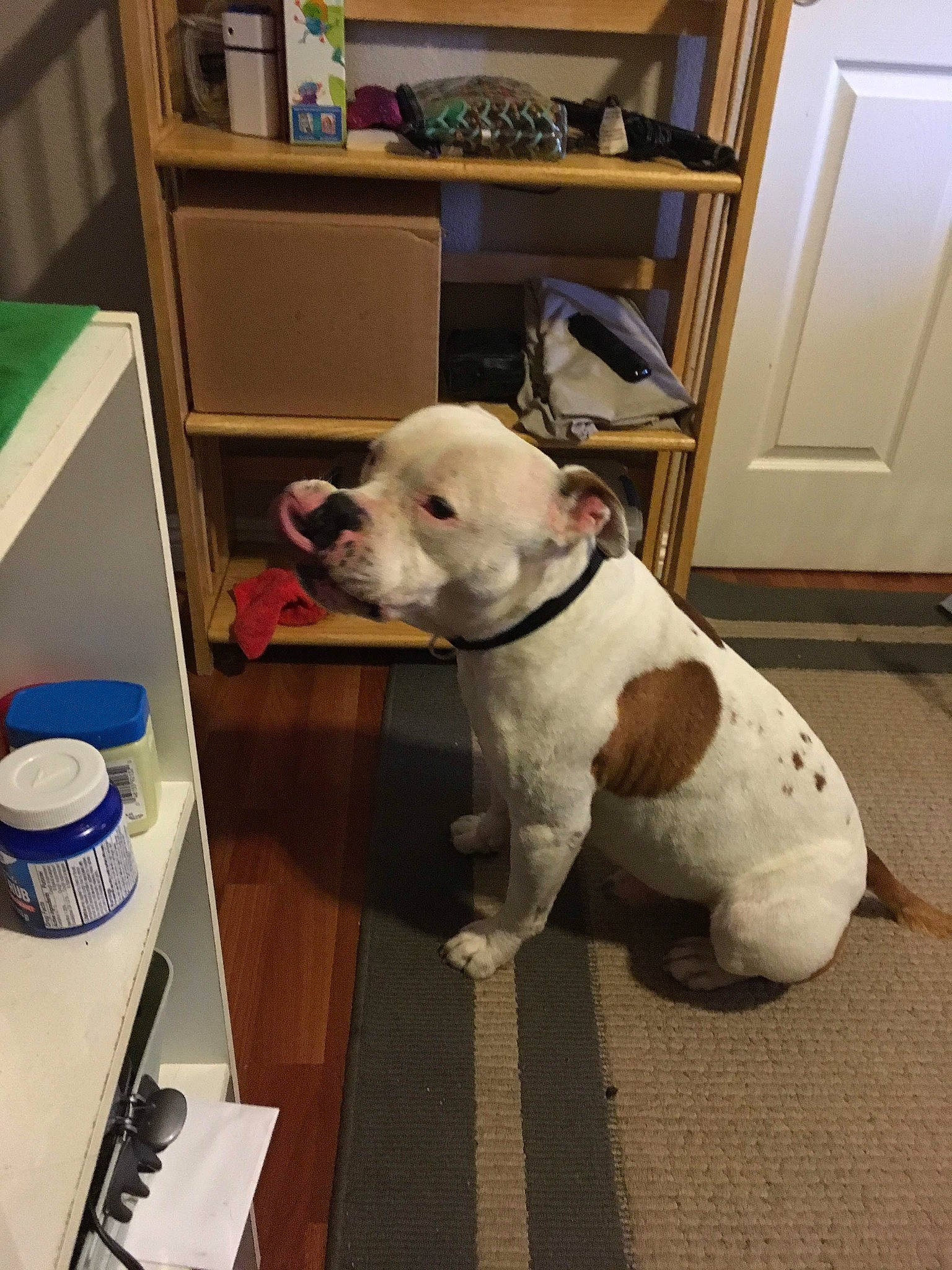 Boii joined the competition — help win amazing prizes! carnivore, collar, companion_dog, dog, dog_breed, dog_collar, door, fawn, floor, flooring, hardwood, pet_supply, shelf, snout, sporting_group, table, tail, terrier, wood, working_animal