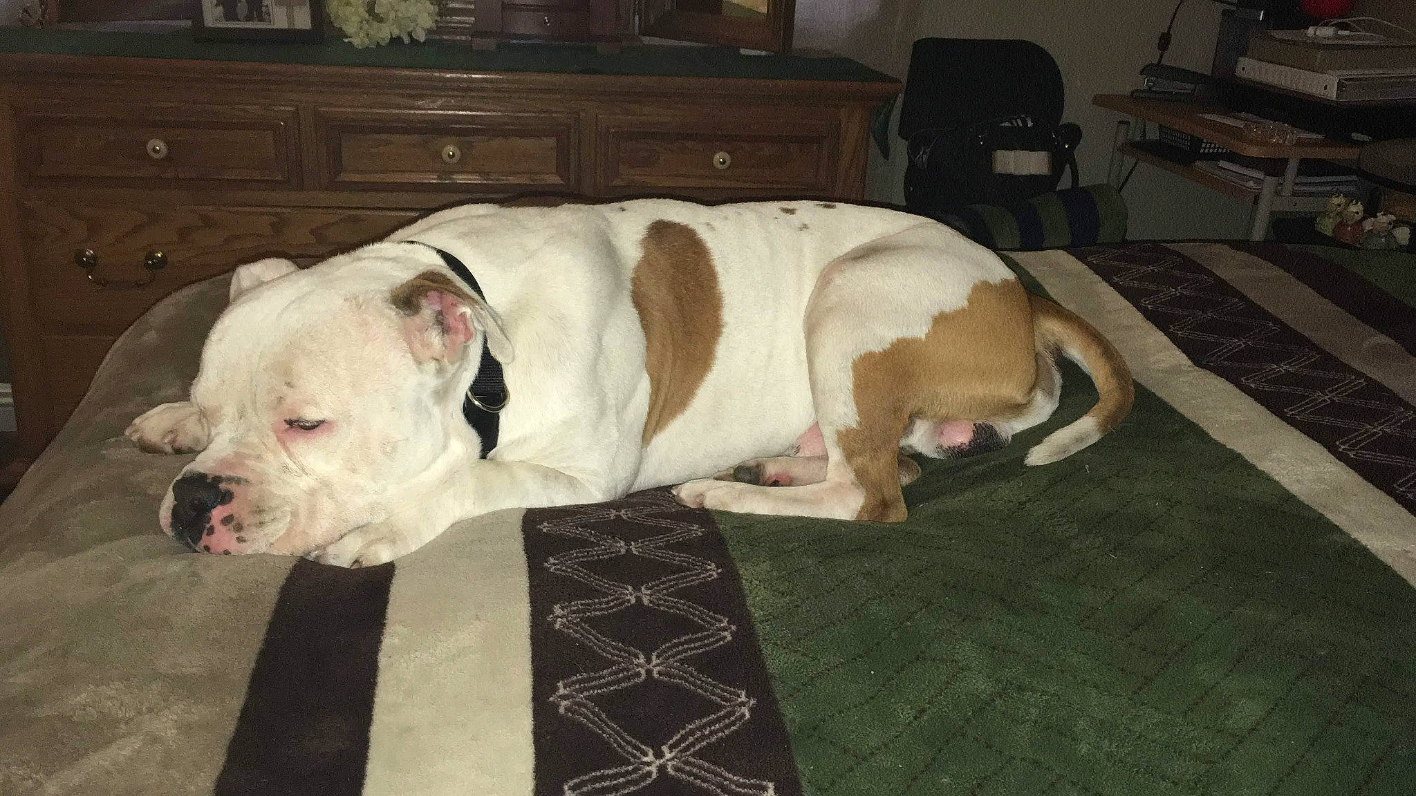 Boii joined the competition — help win amazing prizes! bulldog, cabinetry, carnivore, chest_of_drawers, collar, comfort, companion_dog, dog, dog_breed, dog_supply, drawer, fawn, flooring, hardwood, pet_supply, sporting_group, tail, whiskers, white_english_bulldog, working_animal