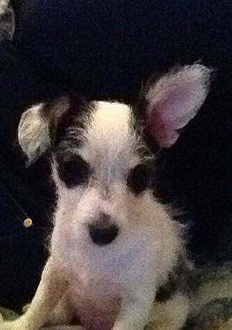 Baby is registered to the contest to win money with this photo: art, canidae, carnivore, companion_dog, dog, dog_breed, ear, fawn, fur, irishjacks, paw, puppy, small_terrier, snout, sporting_group, terrestrial_animal, terrier, toy_dog, whiskers, working_animal